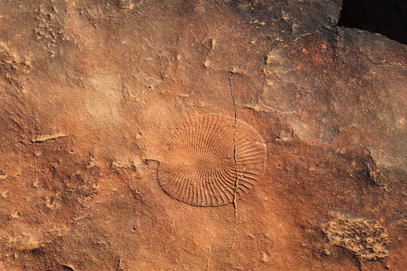 Ediacara Fossil.JPG